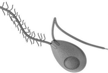 Zoospore – una forma del ciclo di vita e procedimento di riproduzione