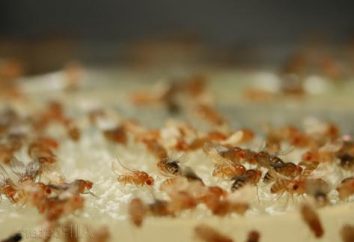 Stechmücken in der Küche – das ist eine Katastrophe! Füttern ihre Trümmer, Schmutz und Wasser