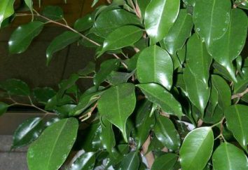 Wie ein Ficus Anhängsel pflanzen: Schritt für Schritt Anleitung