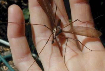 Czy to jest niebezpieczne owady, jak wielki komar, jak go malują?
