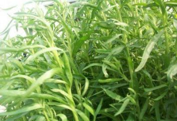 Estragon – trawa użyteczne i aromatyczne