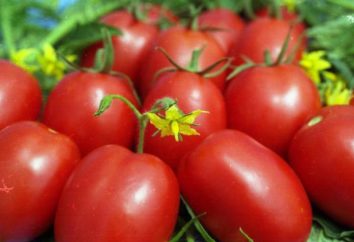Krem pomidorowy odmiany: Zdjęcia i opinie