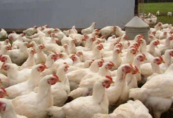 Broilers – polli da carne nella dieta rapida