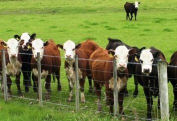Qual è il bestiame e come riconoscerlo