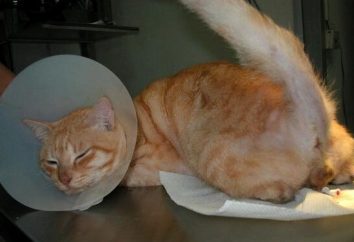 Urolithiasis bei einer Katze – Symptome, Behandlung