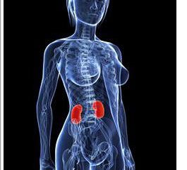 inflamación del riñón: síntomas en las mujeres. ¿Cuáles son los síntomas de la enfermedad renal en las mujeres