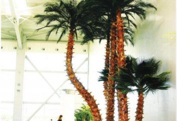 Künstliche Palme – Süd-Anlage, die nie verwelken