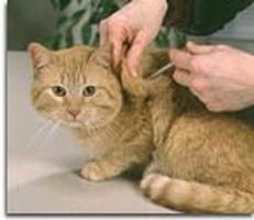 Em alguns casos, a droga "Verakol" é usado para um gato