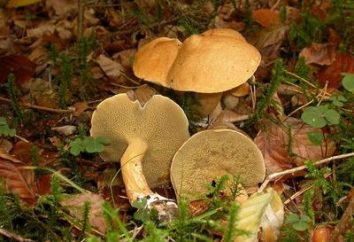 Mushroom Capra: descrizione, habitat, valore gastronomico