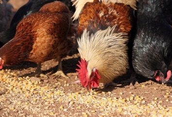 Futter für Hühner, Puten und Enten