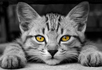 „Kanikvantel” do kotów: wskazań, instrukcje użytkowania, real