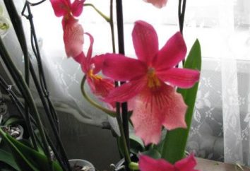 Milton, el cuidado en el hogar. Cómo cultivar orquídeas en casa