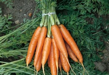 La semina di inverno sotto la carota: le regole di base