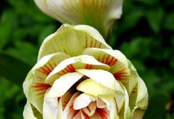 Amaralisovye colori: trapianto e cura a casa. fiore Amaryllidaceae (foto)