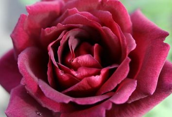 Verarbeitungsfeder Rosen von Krankheiten und Schädlingen. Wie die Rosen behandeln?