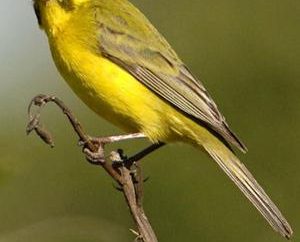 Wildlife: siskin – śpiew ptaków!