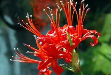Nerina flor: plantación y mantenimiento en campo abierto