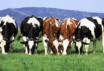Las vacas lecheras: en especial la cría. la producción de leche de vaca: roca