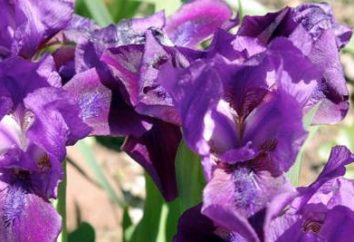 Iris barbudo: plantación y cuidados