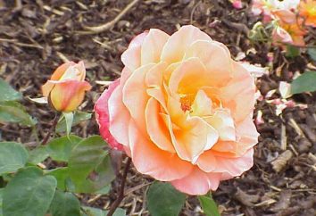 Come radicare il gambo di rosa? Come piantare le rose da talea (foto)