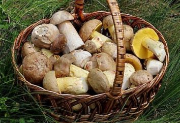 Catégories de champignons et leur valeur nutritive
