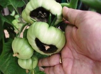 Plantes et maladies communes de la tomate