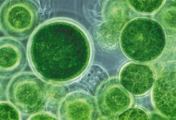organismes multicellulaires: les plantes et les animaux
