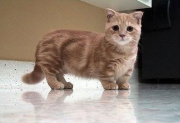 gatos de patas cortas: munchkin, bambino