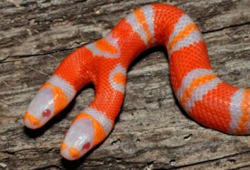 Ob es eine zweiköpfige Schlange? Zweiköpfige Schlange Albino