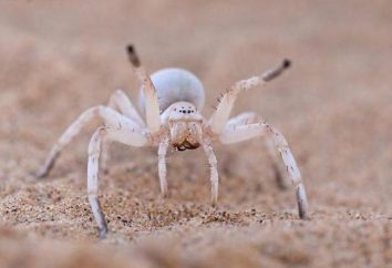 Weiße Spinne: Haben gefährliche Begegnung mit ihm?