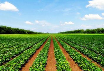 Agrarland ist … Transfer von landwirtschaftlichen Flächen in eine andere Kategorie
