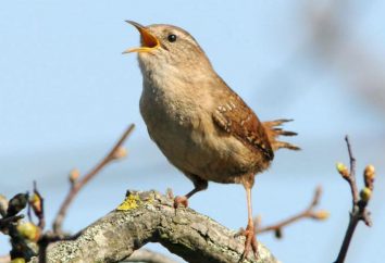 Wren – un pájaro con una voz clara. El aspecto y las características de comportamiento Wren