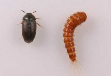 Alfombra escarabajo escarabajo: descripción, etapas de desarrollo, lo que es peligroso y cómo se puede deducir
