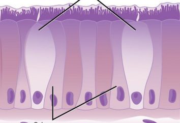 Komórka kielichowa: cechy struktury, warianty nazw i miejsce lokalizacji