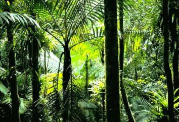 forêt équatoriale – les poumons de notre planète