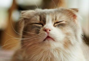 Nariz con mucosidad en los gatos: causas y tratamiento