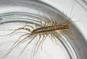 Centipede nach Hause. Die Verwendung von Insekten