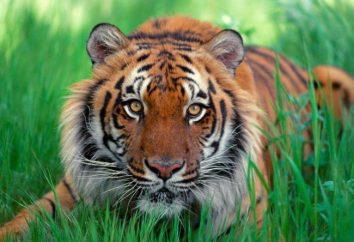 oroscopo orientale: Tiger. Anno della caratteristica Tiger, Tiger nata nell'anno