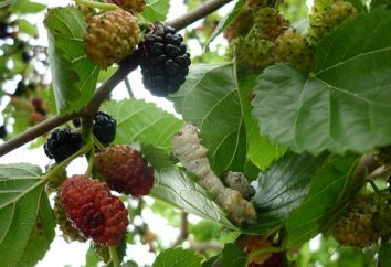 To jest niesamowite drzewo – Mulberry: dobra i złego …?
