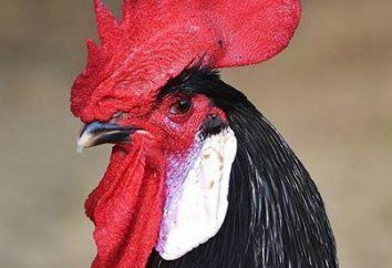 Menorca Rasse Hühner: die Beschreibung, Merkmale, Inhalte und Bewertungen