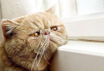 Hepatite em gatos: sintomas, tratamento, prognóstico