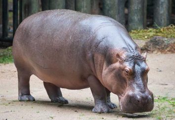 Dlaczego hipopotam jest nazywany „rzeka koń”?