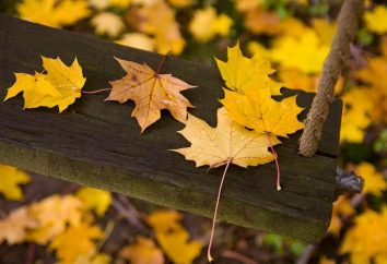 W parku – sterty liści różnej, śliskiej, deszczowej na podwórku … Kto ma dziś wakacje, imieniny w listopadzie?
