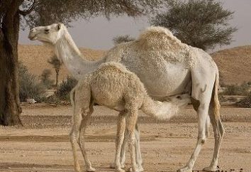 Camel mare: Właściwości i charakterystyki preparatu