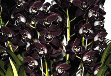 The Black Dahlia – piękny i tajemniczy kwiat