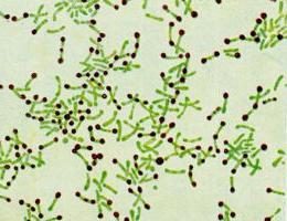 Maladies infectieuses: pathogène diphtérie