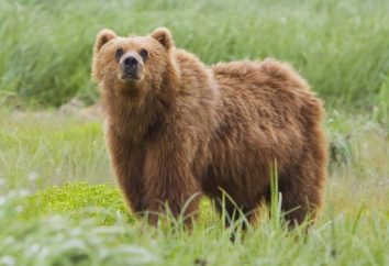 Kodiak – największy niedźwiedź na świecie
