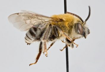 Miód pszczeli dzikie lub domowe. Pszczół miodnych: Rodzaje