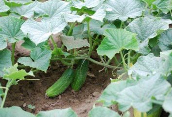 Esquema plantar pepinos em estufas, em casa de vegetação no solo e em uma treliça. Como plantar pepinos?