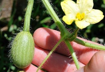 Anguria: semina e la cura